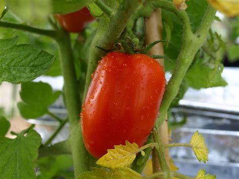 san martin tomatoes|san marzano tomatoes growing.